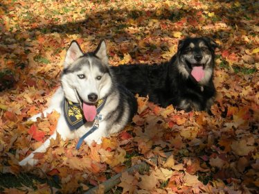 Furry friends frolicking in Fall foliage.